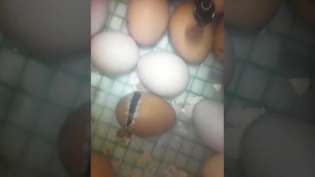 Появления на свет цыпленка смотреть онлайн