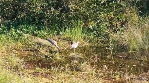 Жители байкальского берега