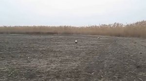 Русские охотничьи спаниели Джек и Дуся работают по зайцу