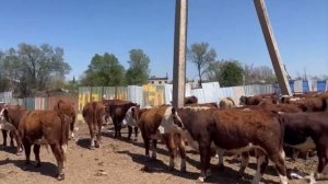 Бычки на откорм Герефорды 50 голов продажа.