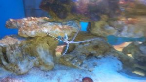 морской аквариум для начинающих часть 2