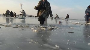 Ловля корюшки на махалки(Приморский край.Посьет 30.11.13)