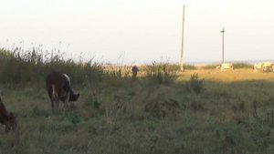 №2.  Никита Колесников стал пастухом в пос.  Потеряевка в сентябре.  07. 09. 2016