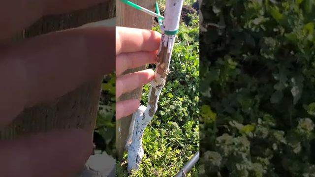 Повреждения грецкого ореха зайцами после зимы. смотреть онлайн