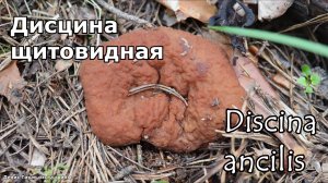 Весенний гриб дисцина щитовидная | Discina ancilis