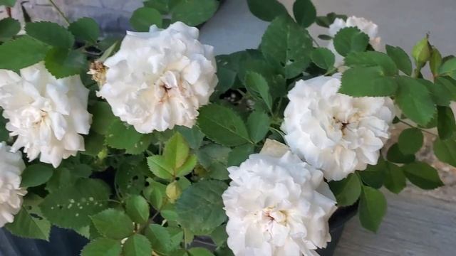 Morden Blush Rose in a pot 2 years old | TreeTime.ca смотреть онлайн