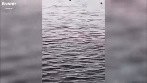 Акула откусила руку и ногу туристке на курорте в Египте #акула