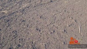 Подзимний посев, итоги опытов, пшеница, рапс, подсолнечник, лён масличный