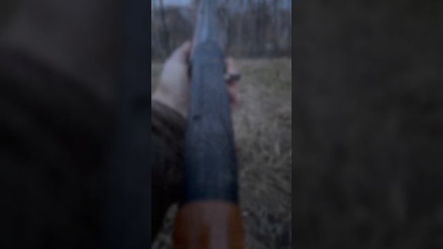Весенняя охота на вальдшенепа #shorts