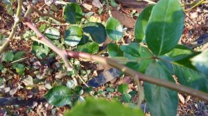 LA PARISIENNE ROSE plant by Georges DELBARD France バラ ラ パリジェンヌ