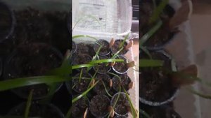 Выращивание гиппеаструма из семян, закрытый способ.