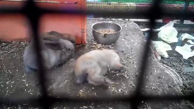 В одесском мини-зоопарке на глазах детей гибнут животные смотреть онлайн