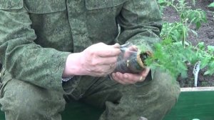 Выращивание моркови через рассаду. 2015 год.