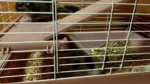 Шиншиллы.  Естественный ареал — пустынное высокогорье Анд в Чили, Перу, Боливии и Аргентине.