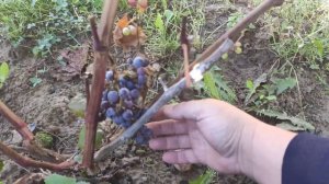 Виноград Кишмиш уникальный в Ленинградской области. 11.09.2022.