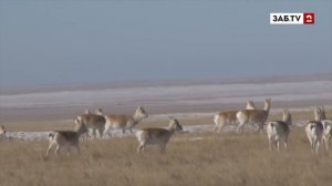 Забайкальские школьники отправились в Даурский заповедник с проектом «Заповедная смена»