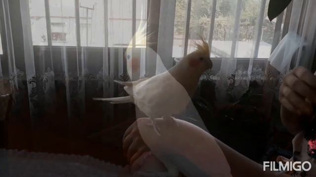 Первая прогулка попугая! Попугай корелла.