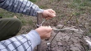 Однолетний саженец - как выровнять кривое деревце