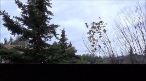 ##377 США Аляска Анкоридж Мою окно Готовлю гостевую комнату Сажаю смородину