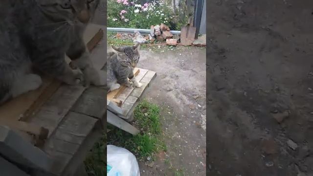 Безбашаный кот дерется с собакой смотреть онлайн