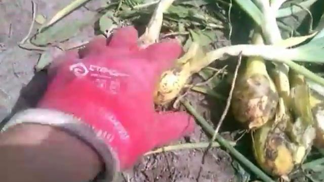 Пример соответствия Лук Шалот Аристократический смотреть онлайн