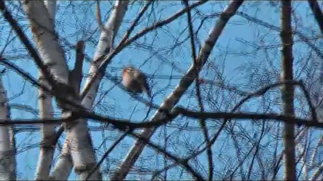 ПТИЧКА НЕВЕЛИЧКА смотреть онлайн