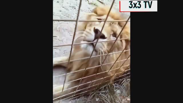 Лучшие смешные животные смотреть онлайн