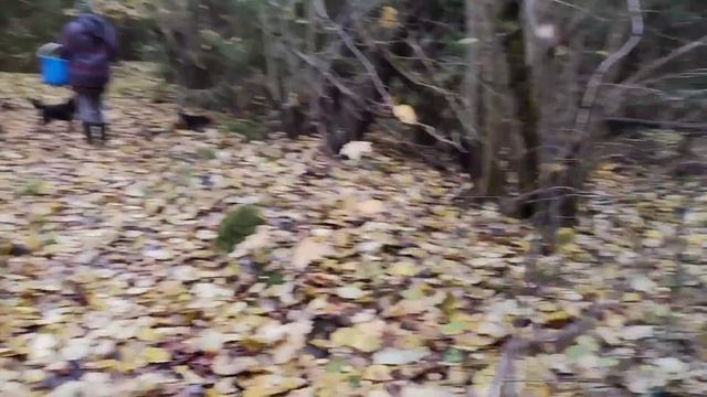 Были в лесу, видели мокруху!!! смотреть онлайн