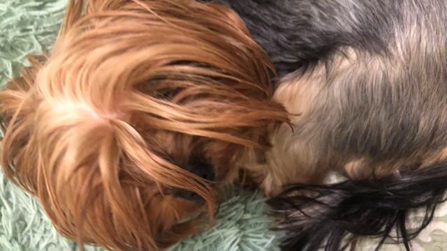 Гайд по созданию китов Майнкрафт смотреть онлайн