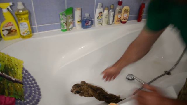 КУПАНИЕ СПАСЕННЫХ ЛЬВЯТ !!! Тайган .Крым смотреть онлайн