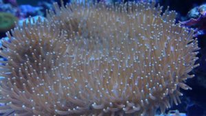 Саркофитон