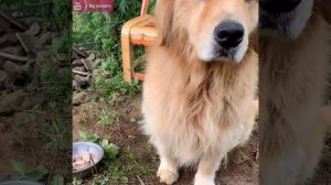 The golden retriever lives happily in the manor🤠Golden Retrievers are afraid of large cows🐂