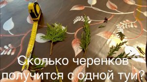 Где я беру черенки хвойных? Какой размер черенков?