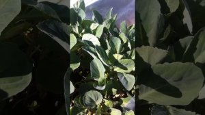 Рассада капусты ! Продажа !!