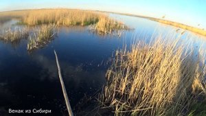 В поиске сазана нашел лужу полную карася!.mp4