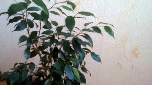 ?Фикус Бенджамина.// ?Уход за Фикусом Бенджамина// ? Мой опыт ухода за фикусом Бенджамина// Обзор