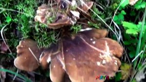 Мокруха розовая. Свинушка толстая и другие грибы в лесу.