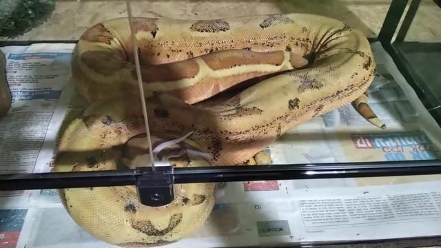 Обыкновенный удав (Boa constrictor) душит свою добычу. Одна из искуственно выведенных морф смотреть онлайн