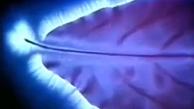 Почему НЕЛЬЗЯ ДАРИТЬ ЦВЕТЫ? смотреть онлайн