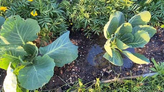 Что делать если капуста наращивает только листву. смотреть онлайн