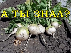 Солнце и урожай: растения КОРОТКОГО и ДЛИННОГО светового дня? ? ?