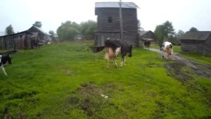 ХОЛМОГОРСКАЯ ПОРОДА КРС/KHOLMOGORSKAYA BREED OF CATTLE