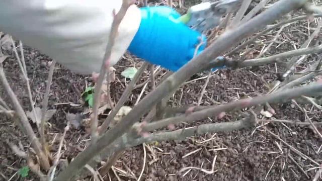 Обрезка черной смородины смотреть онлайн