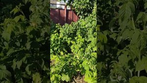 сорт желтоплодной малины Анна.
