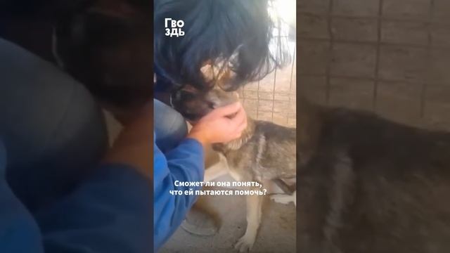 Собака кричит страшным голосом, когда видит человека #shorts #animalrescue