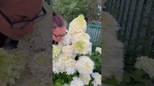 Обзор сортов гортензий - Диамантино, Фантом, Пинки Винки, Мунлайт и другие