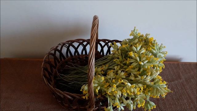 Сбор первоцвета весеннего. Чай от мигрени!