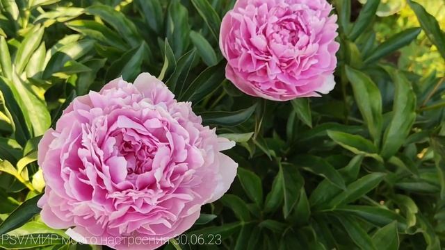 30.06.23 Дача.Первые огурцы.Томаты на улице. смотреть онлайн