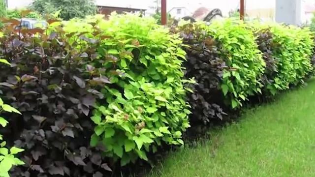 Растения для живой изгороди.  Выбираем лучшие!