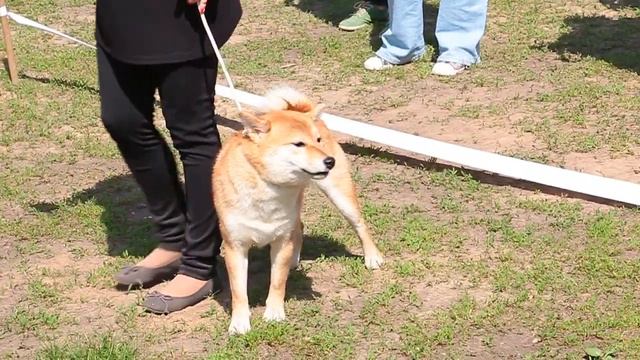 RUSSIAN NIPPO CLUB IWASA KAZUAKI (Япония) смотреть онлайн